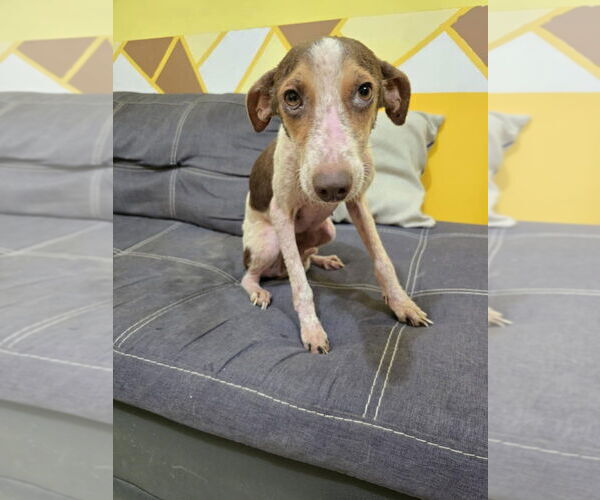Medium Photo #6 Mutt Puppy For Sale in New York, NY, USA
