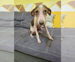 Small #5 Mutt