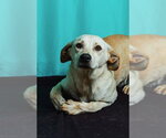 Small #2 Retriever  Mix