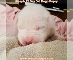 Small Photo #36 Dogo Argentino Puppy For Sale in PINEVILLE, MO, USA