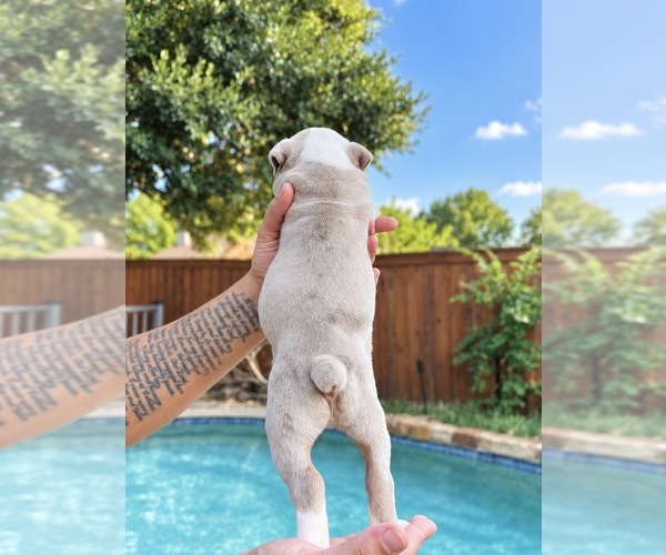 Medium Photo #3 Olde English Bulldogge Puppy For Sale in FORT WORTH, TX, USA