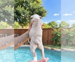 Small Photo #16 Olde English Bulldogge Puppy For Sale in FORT WORTH, TX, USA