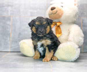 Aussie-Poo Puppy for sale in AMITY, NC, USA