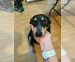 Small #1 Mutt