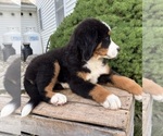Small #3 Bernese Mountain Dog