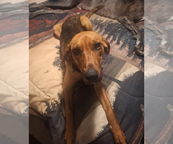 Medium Photo #3 Coonhound-Unknown Mix Puppy For Sale in Buffalo, MN, USA