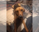 Small #2 Coonhound Mix