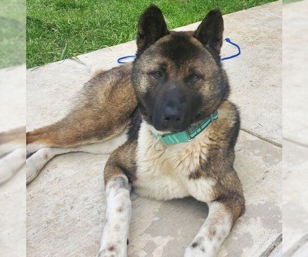 Medium Photo #1 Akita-Unknown Mix Puppy For Sale in Denton, TX, USA