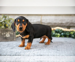 Puppy Houston Dachshund