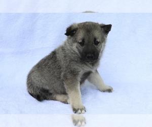 Norwegian Elkhound Puppy for sale in SHILOH, OH, USA