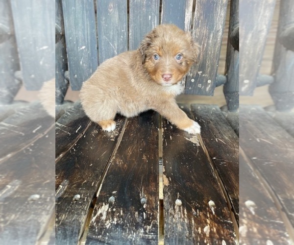 Medium Photo #1 Australian Shepherd Puppy For Sale in ROCK SPRING, GA, USA