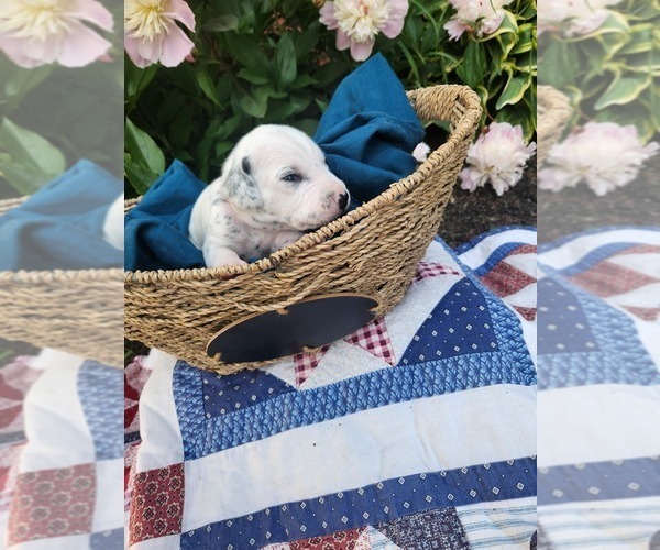 Medium Photo #18 Dalmatian Puppy For Sale in VASSALBORO, ME, USA