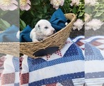 Small Photo #18 Dalmatian Puppy For Sale in VASSALBORO, ME, USA