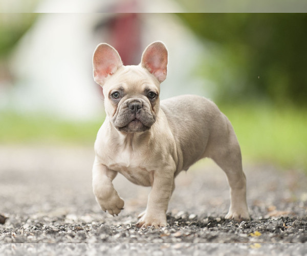 Medium Photo #1 French Bulldog Puppy For Sale in LOX, FL, USA