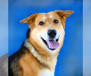 German Shepherd Dog Dogs for adoption in Pasadena, CA, USA