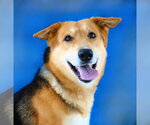 Small German Shepherd Dog