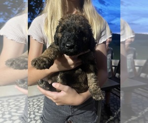Poodle (Standard) Puppy for sale in WEST PLAINS, MO, USA