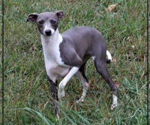 Mother of the Italian Greyhound puppies born on 03/20/2022