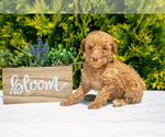 Puppy Midas Poodle (Standard)