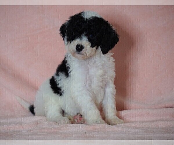 Medium Photo #3 Poodle (Standard)-Shepadoodle Mix Puppy For Sale in FREDERICKSBG, OH, USA