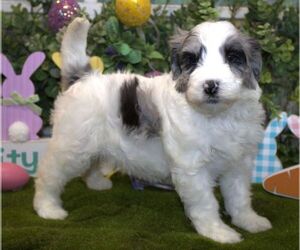 Poodle (Miniature)-Sheepadoodle Mix Puppy for sale in HUTCHINSON, KS, USA