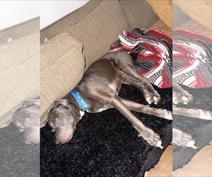 Dexter - Male American Pit Bull Terrier-Labrador Retriever Mix Dog for Adoption - Photo #6