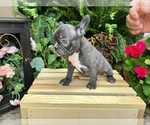 Small Photo #2 French Bulldog Puppy For Sale in AVERY, TX, USA