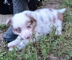 Small #1 Border-Aussie