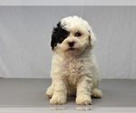 Small Photo #4 Havanese-Maltipoo Mix Puppy For Sale in SAN DIEGO, CA, USA