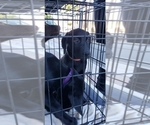 Small Photo #11 Labrador Retriever Puppy For Sale in RANCHO CUCAMONGA, CA, USA