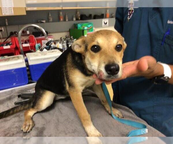 Medium Photo #1 German Shepherd Dog-Unknown Mix Puppy For Sale in Riverside, CA, USA