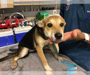 German Shepherd Dog-Unknown Mix Dogs for adoption in Riverside, CA, USA