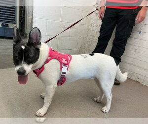 Mutt Dogs for adoption in San Bernardino, CA, USA