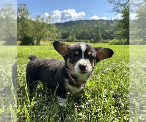 Medium Photo #3 Pembroke Welsh Corgi Puppy For Sale in PERKINSVILLE, VT, USA