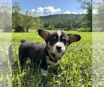 Small #2 Pembroke Welsh Corgi