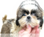 Puppy Puppy 2 Shih Tzu