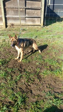 Medium Photo #1 German Shepherd Dog Puppy For Sale in FOREST GROVE, OR, USA