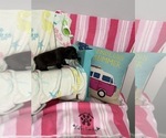 Small #14 French Bulldog