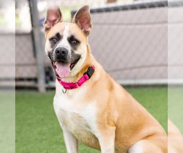 Medium Photo #2 Gerberian Shepsky Puppy For Sale in Camarillo, CA, USA