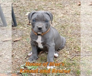 Medium American Pit Bull Terrier