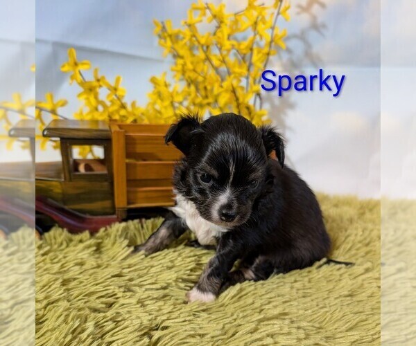 Medium Photo #4 Chihuahua Puppy For Sale in LEBANON, PA, USA