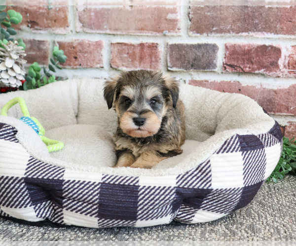 Medium Photo #4 Schnauzer (Miniature) Puppy For Sale in SYRACUSE, IN, USA