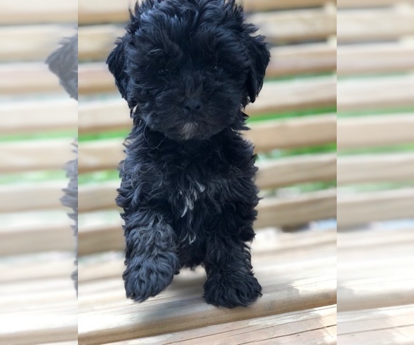Medium Photo #4 Maltese-Poodle (Toy) Mix Puppy For Sale in SPENCER, TN, USA