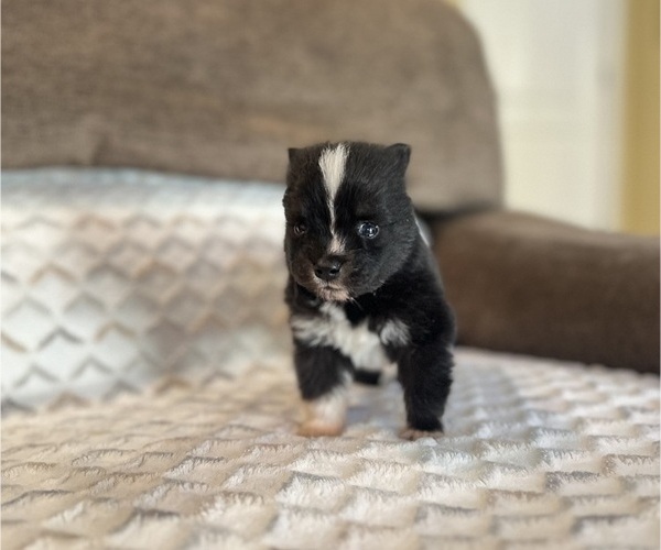Medium Photo #5 Pomsky Puppy For Sale in DRACUT, MA, USA
