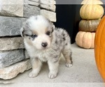 Small #4 Australian Shepherd