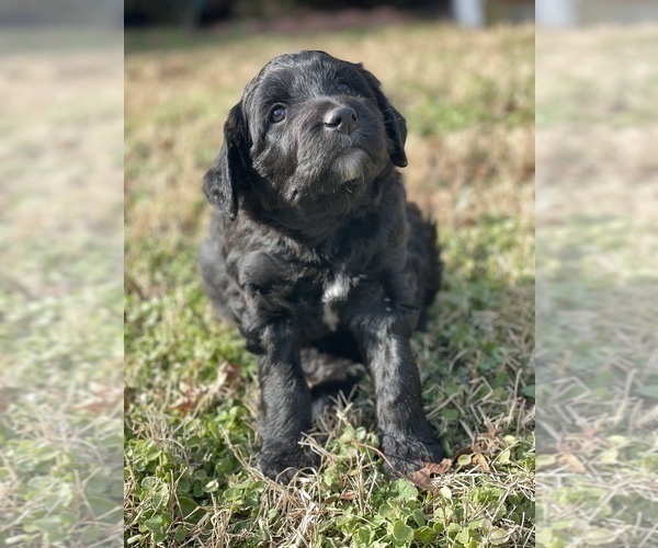 Medium Photo #14 Aussiedoodle Puppy For Sale in WESTMINSTER, MD, USA