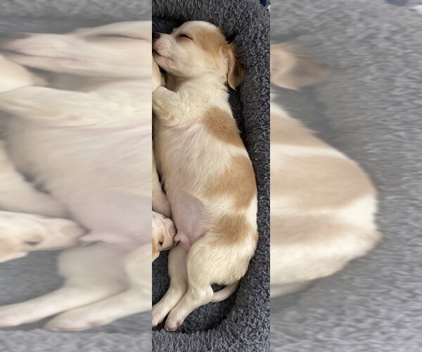 Medium Photo #5 Beagle-Unknown Mix Puppy For Sale in New York, NY, USA