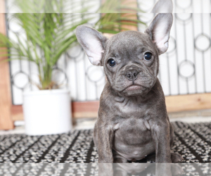 French Bulldog Puppy for sale in NAPLES, FL, USA