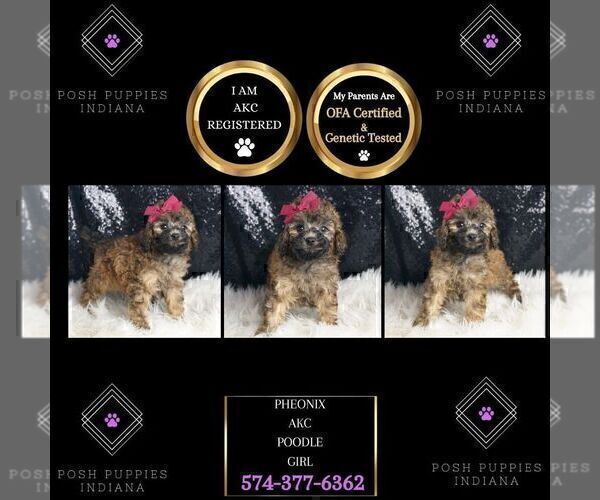 Medium Photo #104 Poodle (Miniature) Puppy For Sale in WARSAW, IN, USA