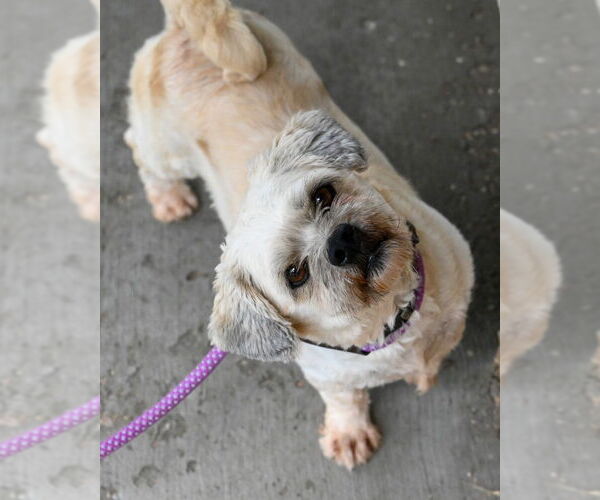 Medium Photo #4 Shih Tzu Puppy For Sale in Glen Allen, VA, USA